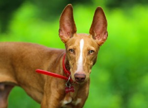 Cirneco dellEtna :profil de race de chien