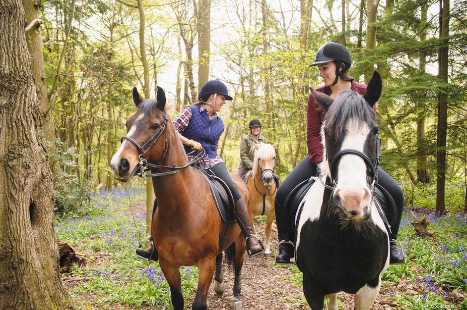 Equipamento para equitação segura