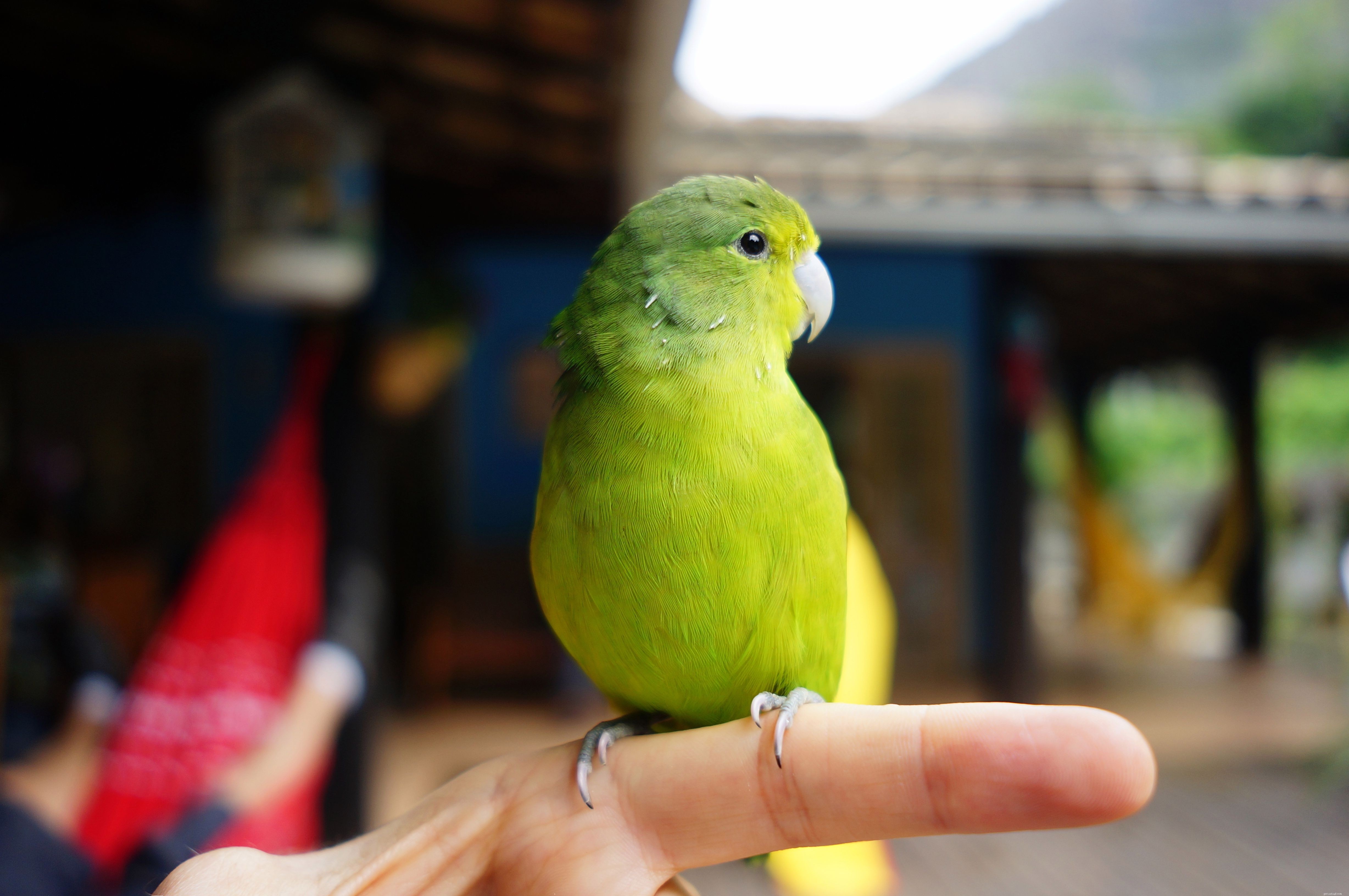 5 tekenen dat uw vogel een nagelbehandeling nodig heeft