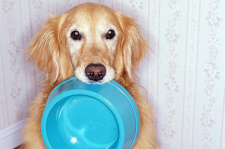Základy výživy pro psy