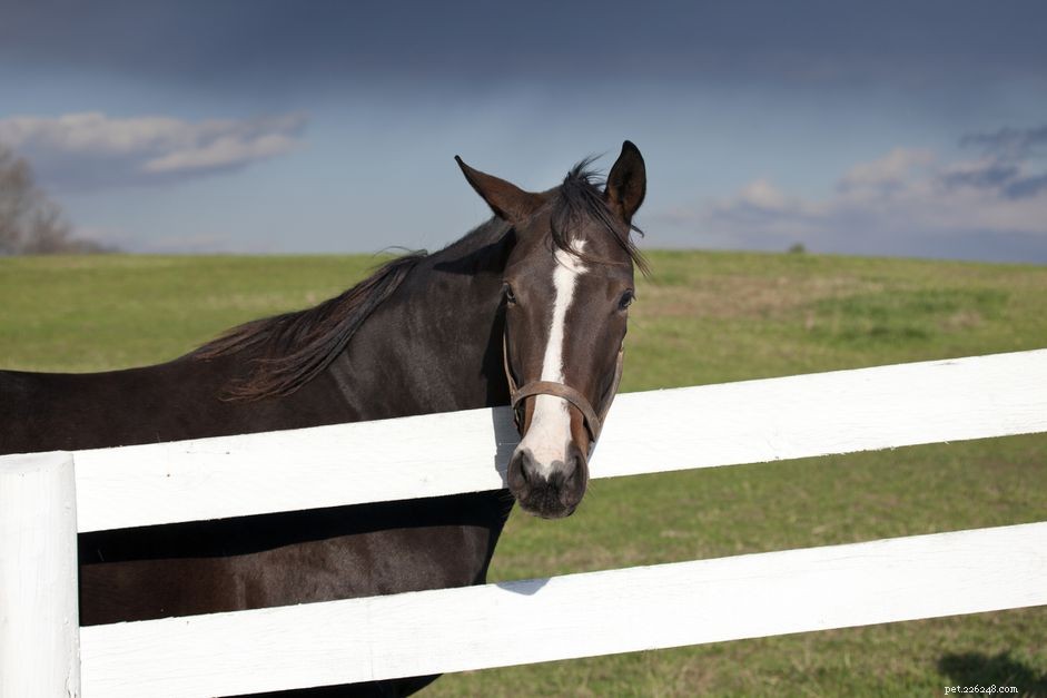 Qual ​​é o melhor tipo de cerca para um pasto para cavalos?