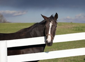 Quel est le meilleur type de clôture pour un pâturage pour chevaux ?