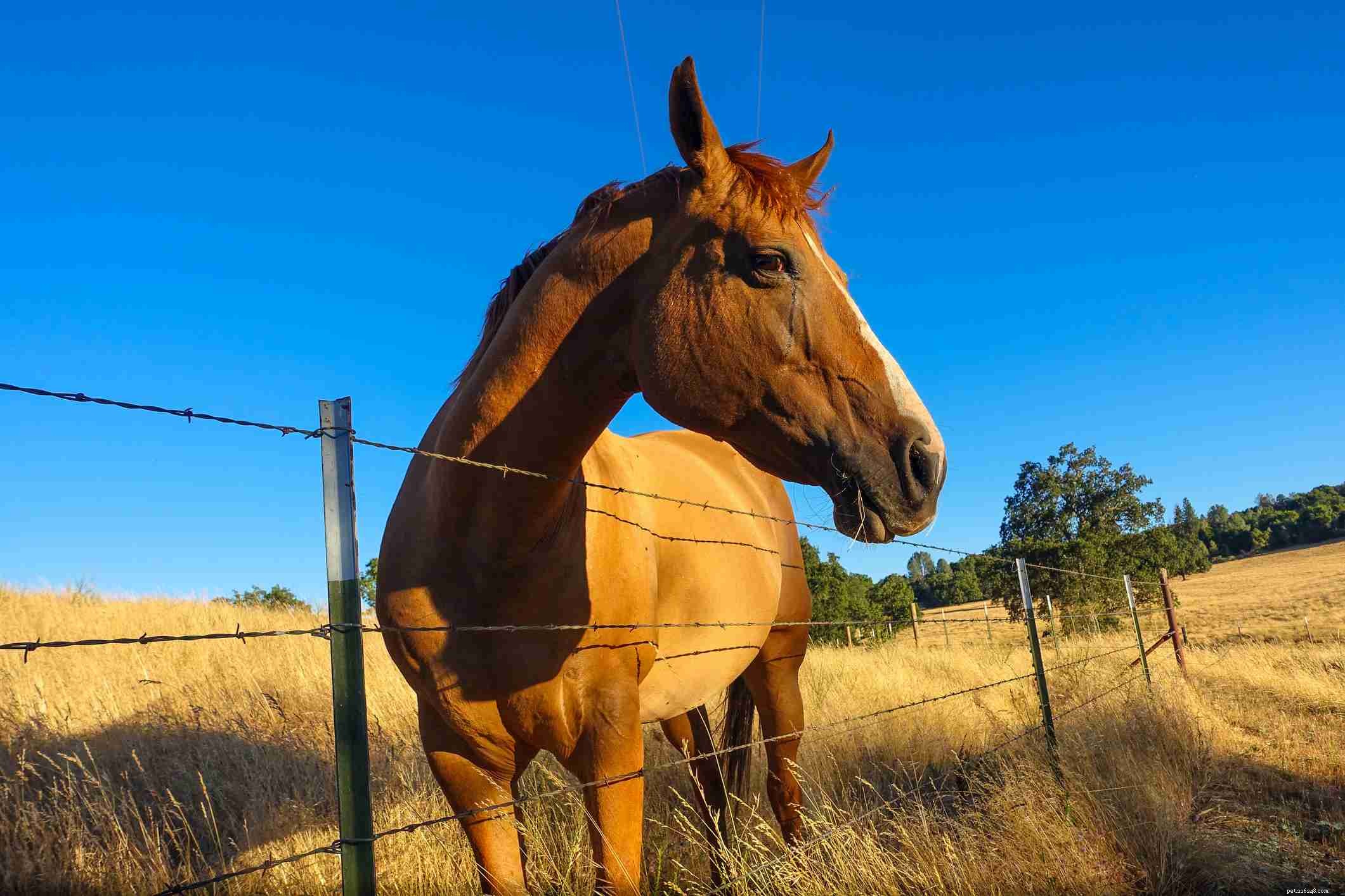 Vilket är den bästa typen av staket för en hästbete?