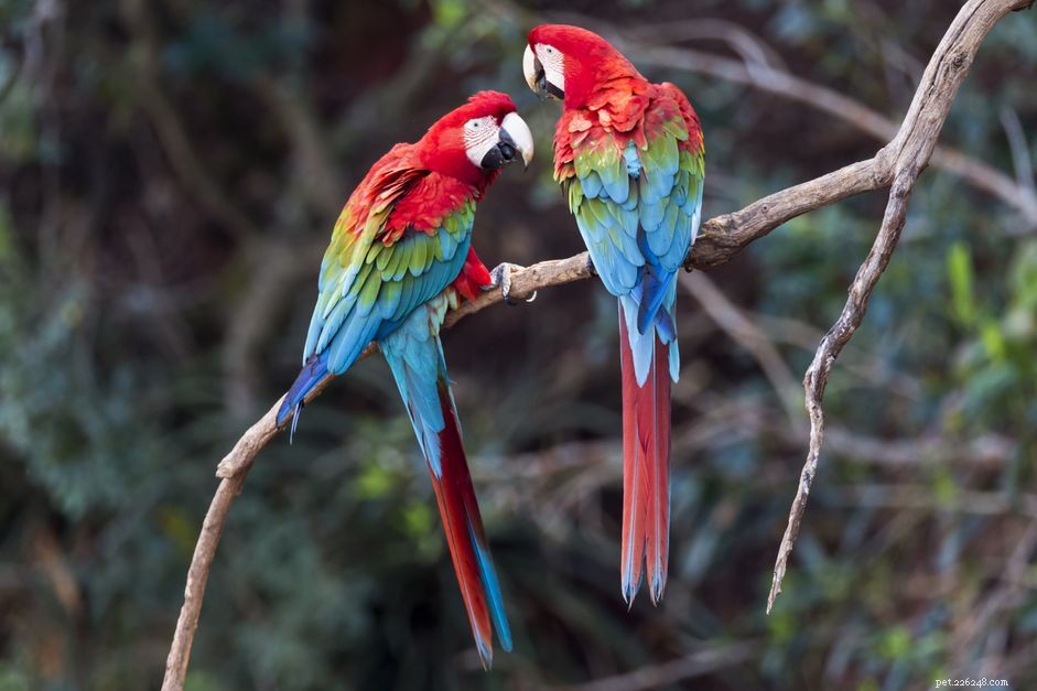 Harlequin Macaw:Bird Species Profile