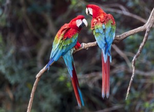 Harlequin Macaw：Bird Species Profile