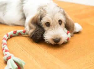 Grand Basset Griffon Vendéen:개 품종 프로필