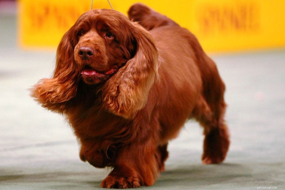 Sussex Spaniel:profilo razza canina