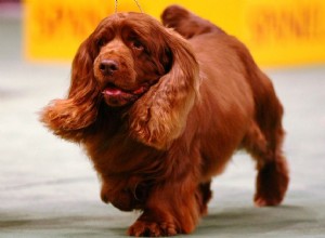 Sussex Spaniel :profil de race de chien