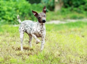 Американский голый терьер:Профиль породы собак