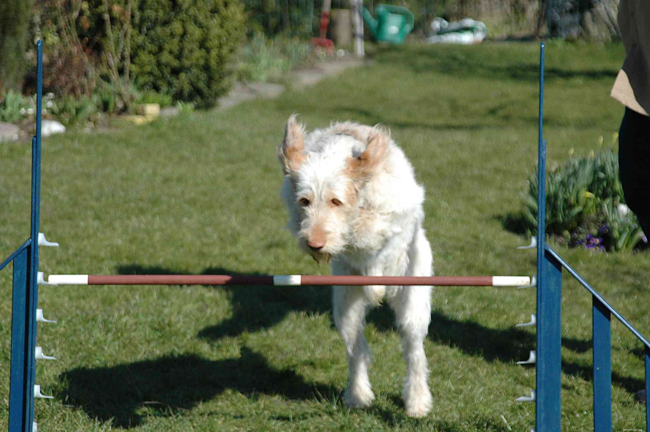 Spinone Italiano（Italian Pointer）：Dog Breed Profile