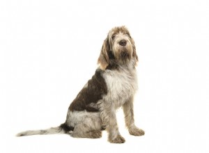 Spinone Italiano (pointeur italien) :profil de race de chien