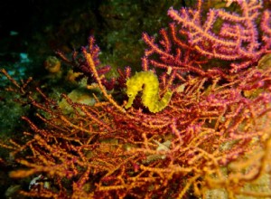 Tigertail Seahorse