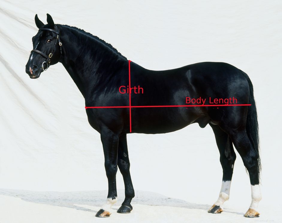 Hoe het gewicht van een paard te meten