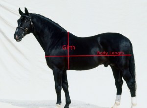 馬の体重を測定する方法 