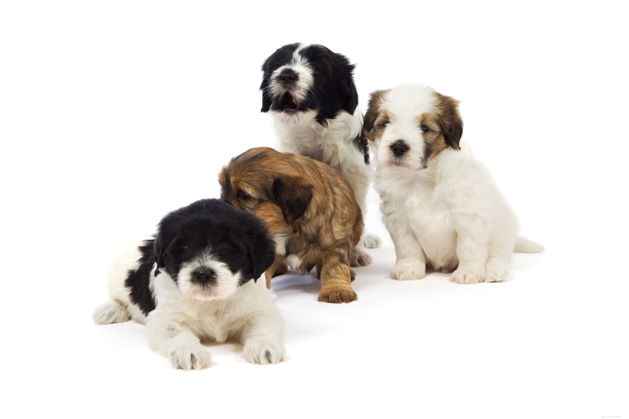 チベタンテリア：犬の品種プロファイル 