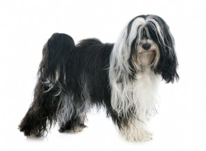 チベタンテリア：犬の品種プロファイル 