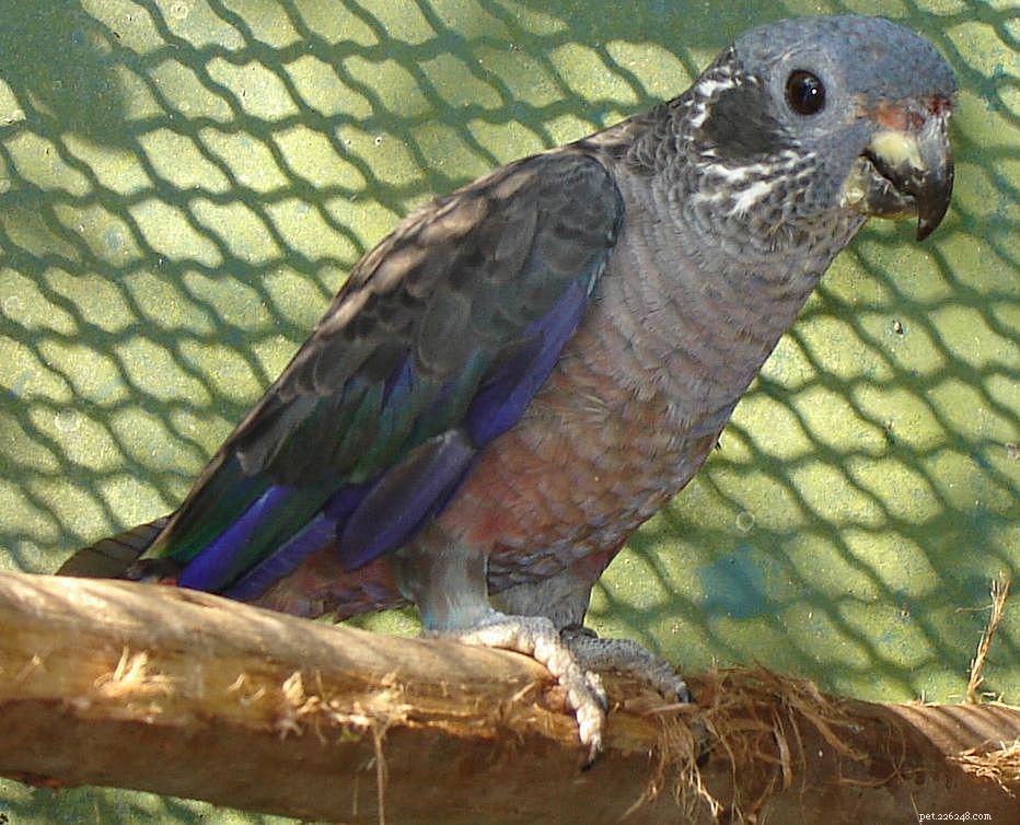 Dusky Pionus Parrot（Dusky Parrot）：鳥の種のプロファイル 