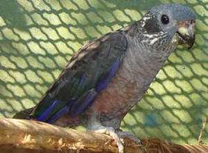 Papoušek dusky Pionus (papoušek dusky):Profil druhů ptáků