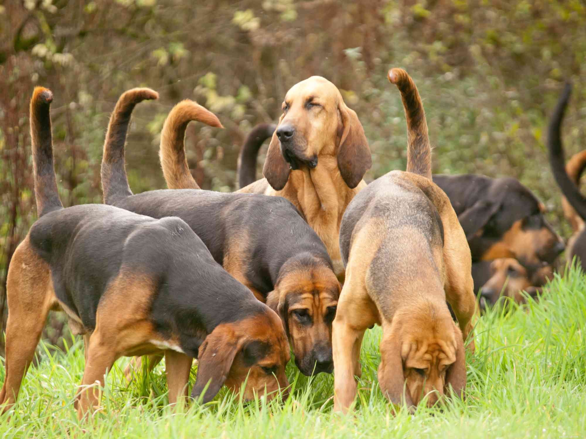 Bloodhound:Profil psího plemene