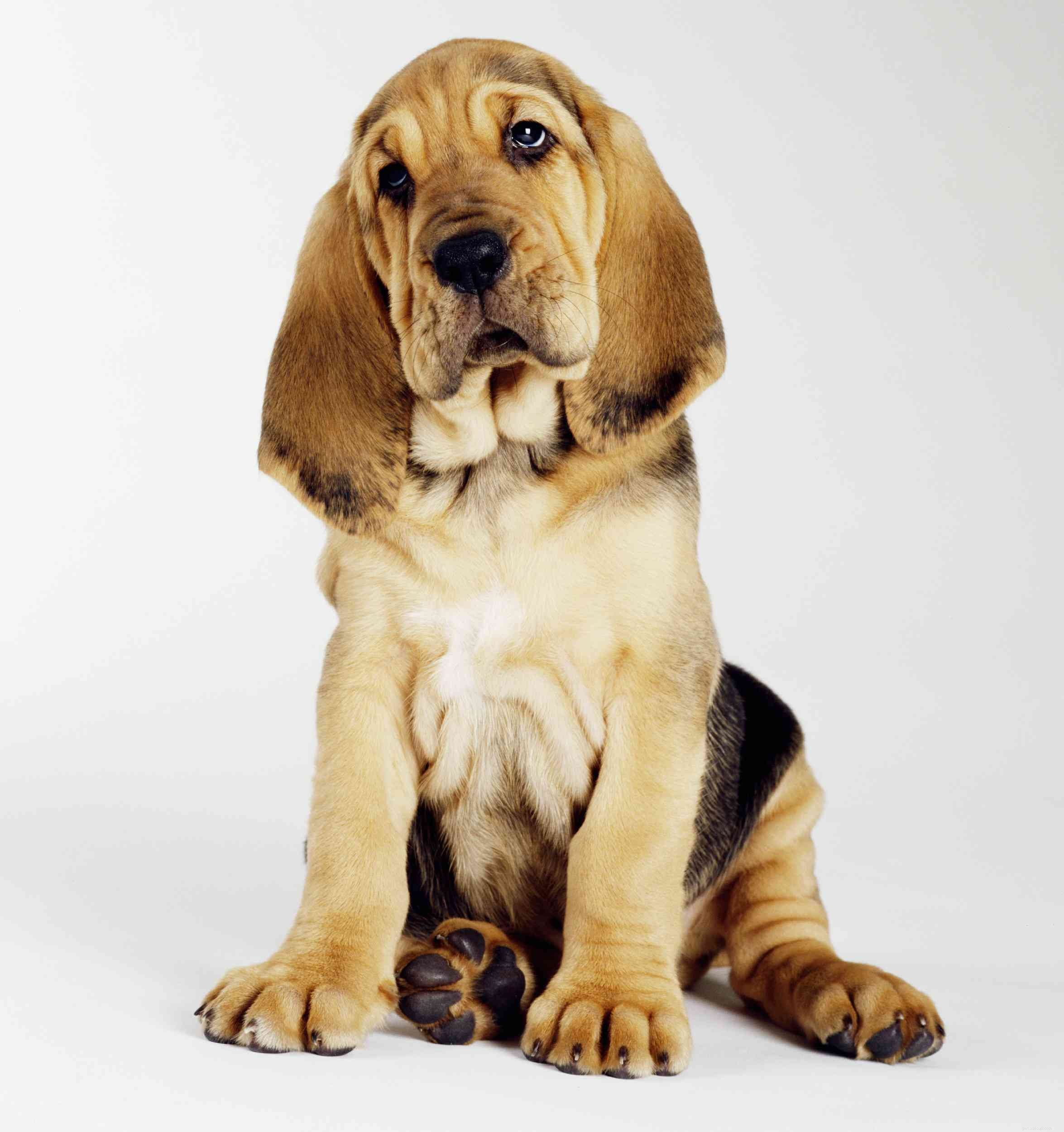 Бладхаунд:Профиль породы собак