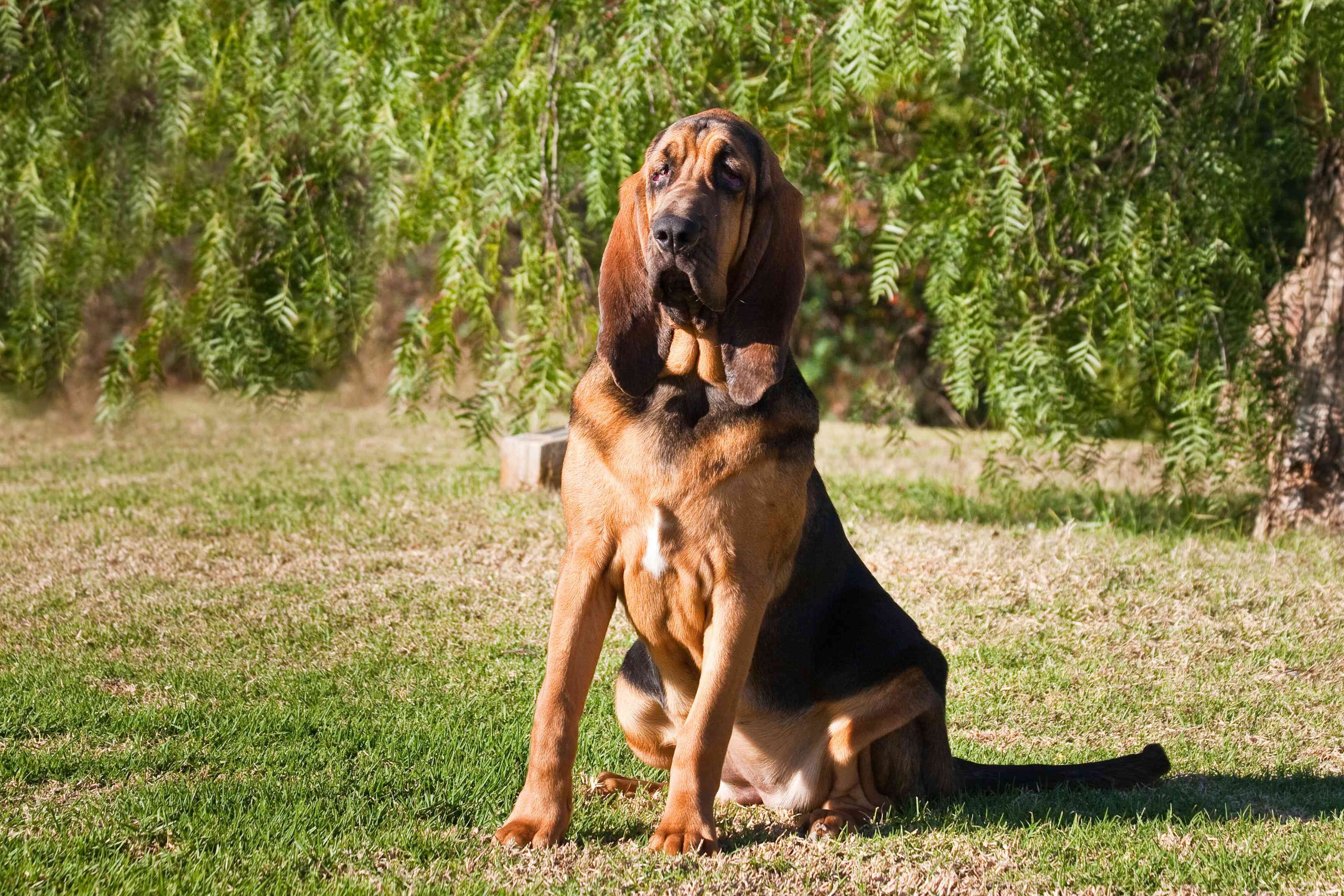 Bloodhound:perfil da raça do cão
