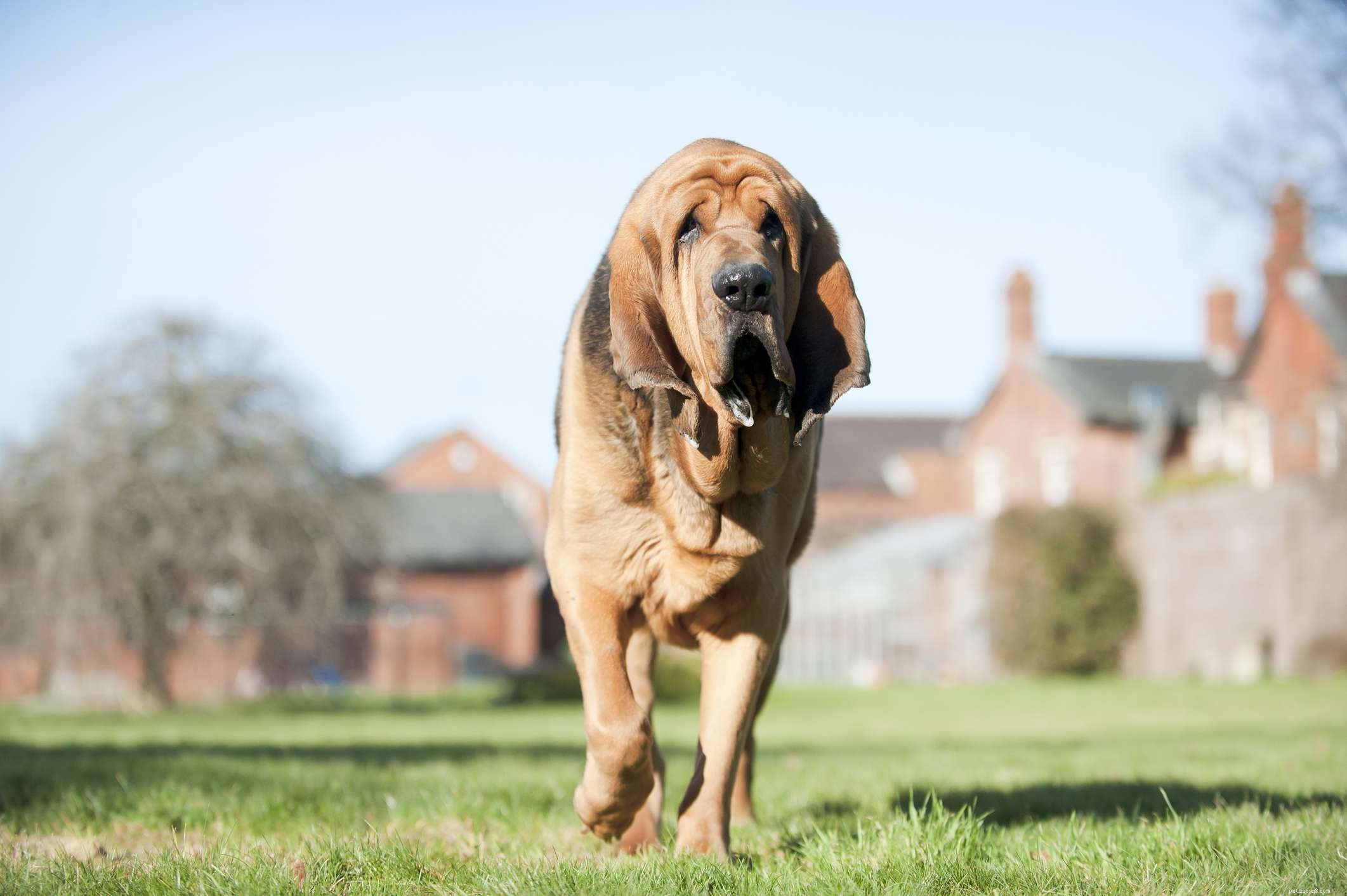 Bloodhound:Hundrasprofil