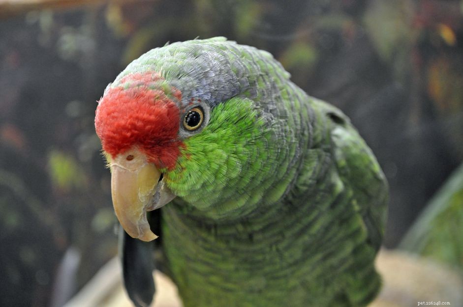 Perroquet amazone à joues vertes (mexicain à couronne rouge) :profil d espèce d oiseau