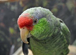 緑の頬のアマゾン（メキシコアカボウシインコ）オウム：鳥の種のプロファイル 