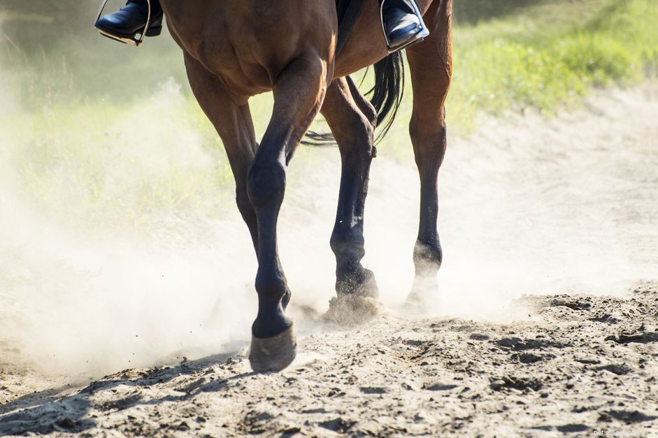 8 самых распространенных причин, по которым лошадь может поранить вас