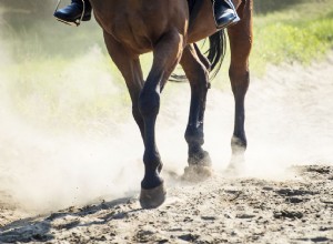 8 nejčastějších způsobů, jak vám může kůň ublížit