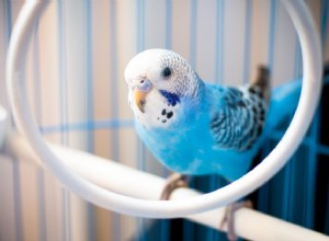 8 самых умных видов домашних попугаев