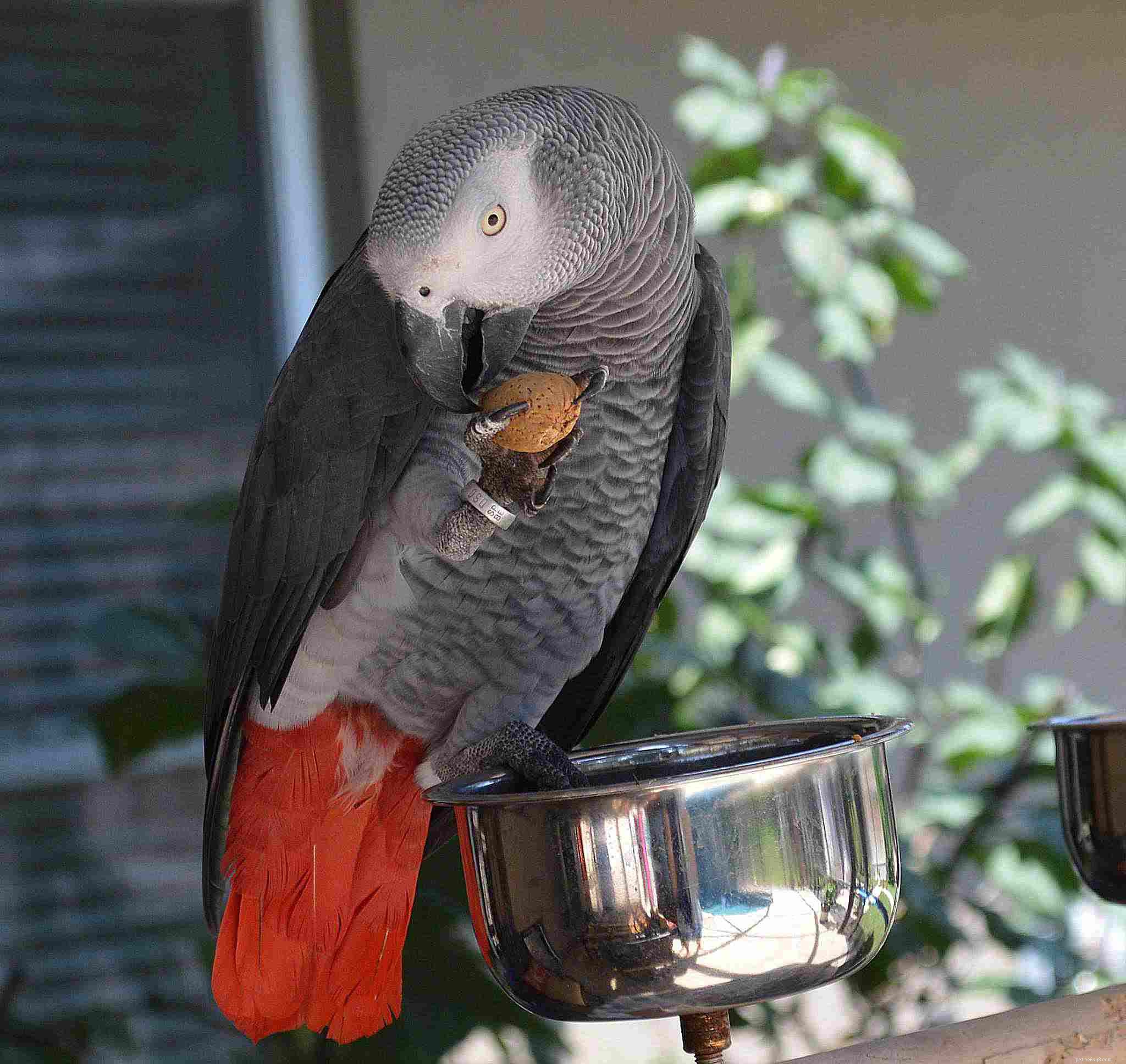 8 espécies de papagaios de estimação mais inteligentes