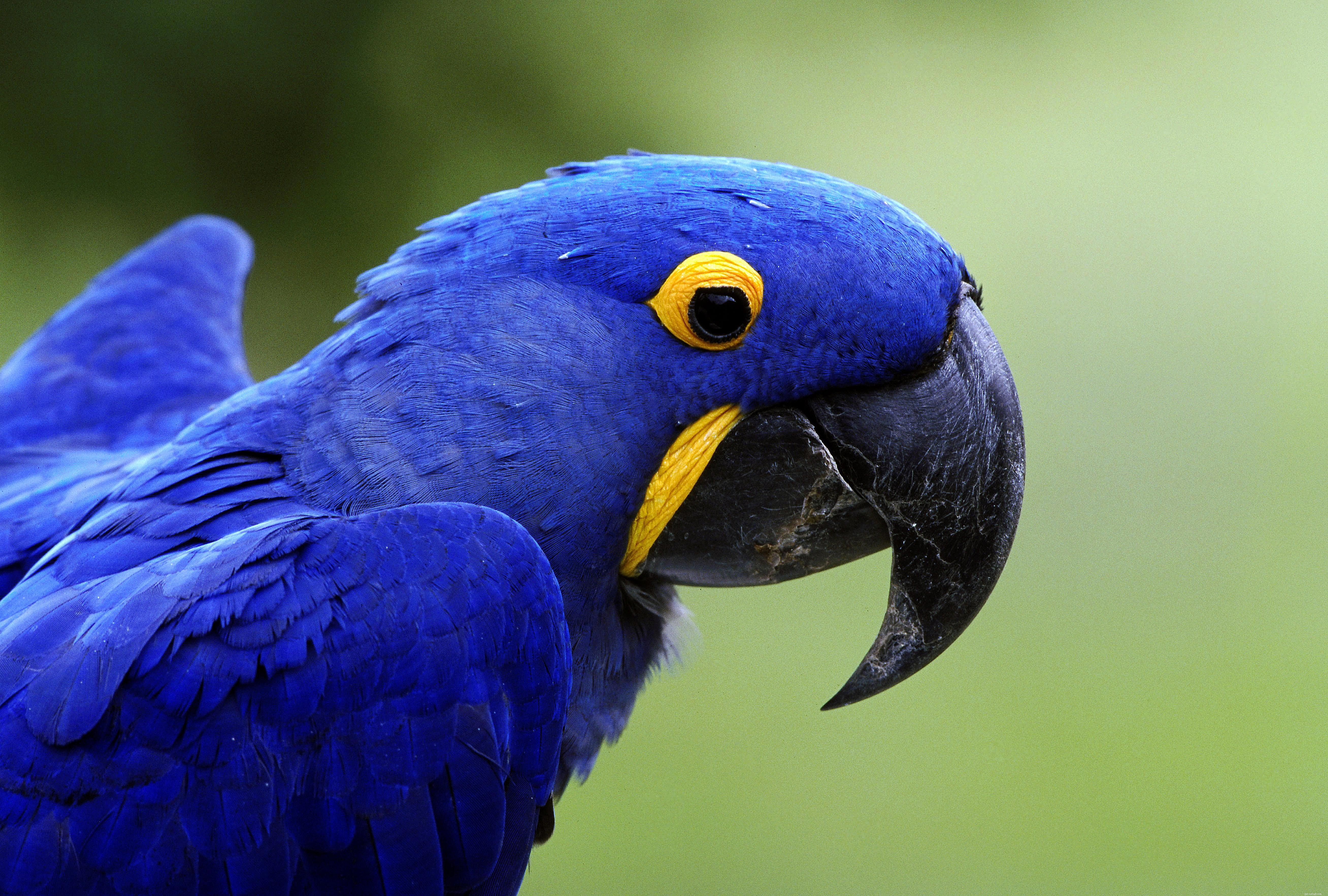 8 espèces de perroquets de compagnie les plus intelligents