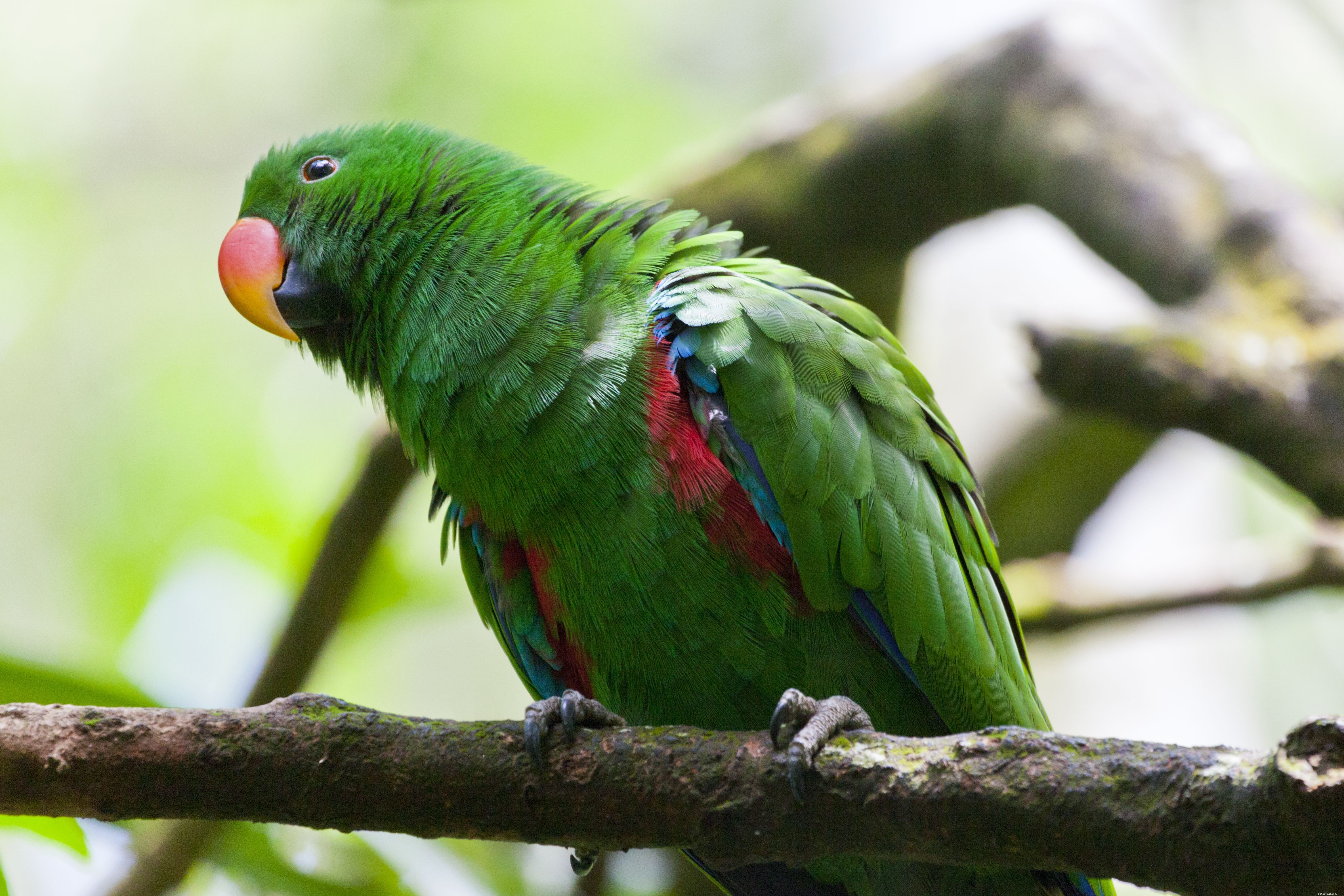8 specie di pappagalli domestici più intelligenti