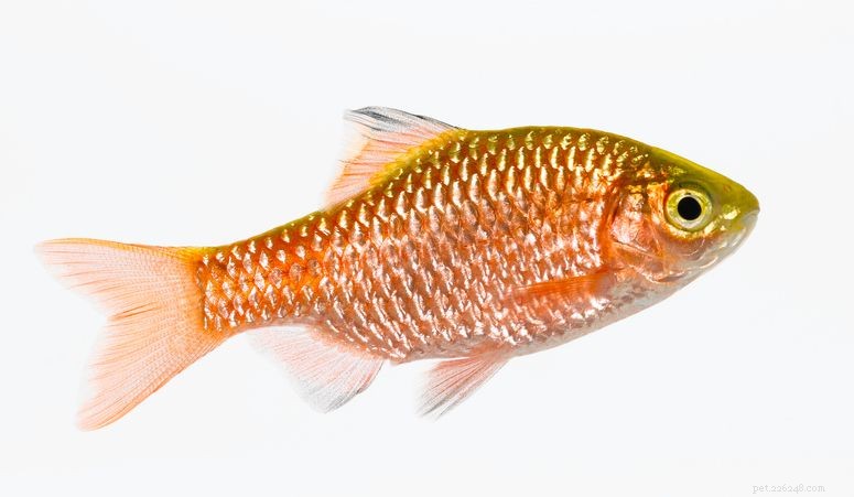 한랭 담수 수족관을 위한 11가지 최고의 물고기 종