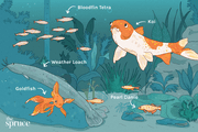 11 principais espécies de peixes para aquários de água doce fria