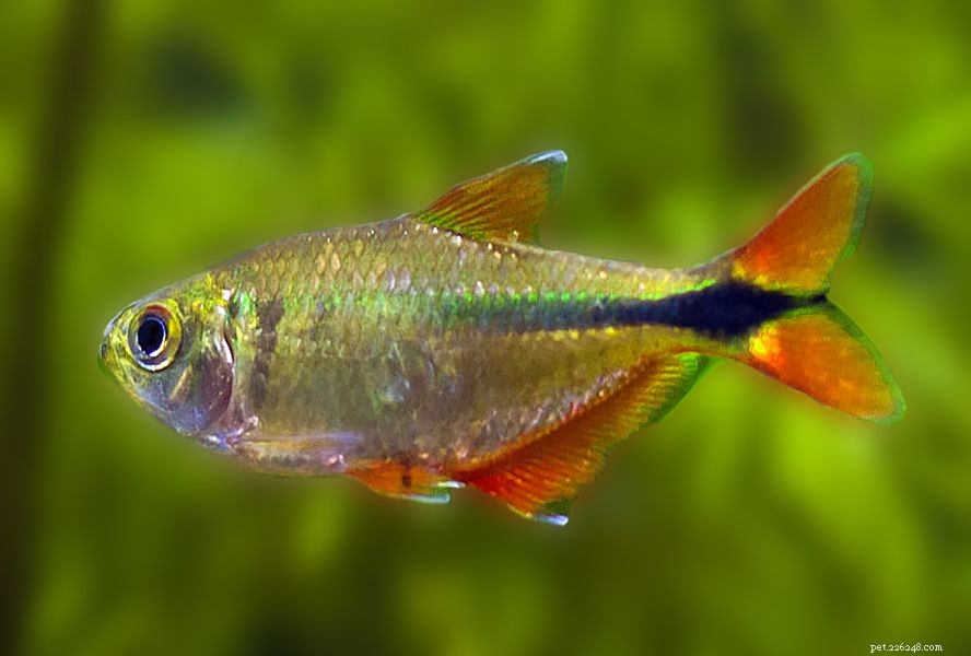 11 nejlepších druhů ryb pro studená sladkovodní akvária