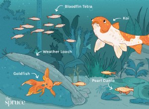 11 nejlepších druhů ryb pro studená sladkovodní akvária