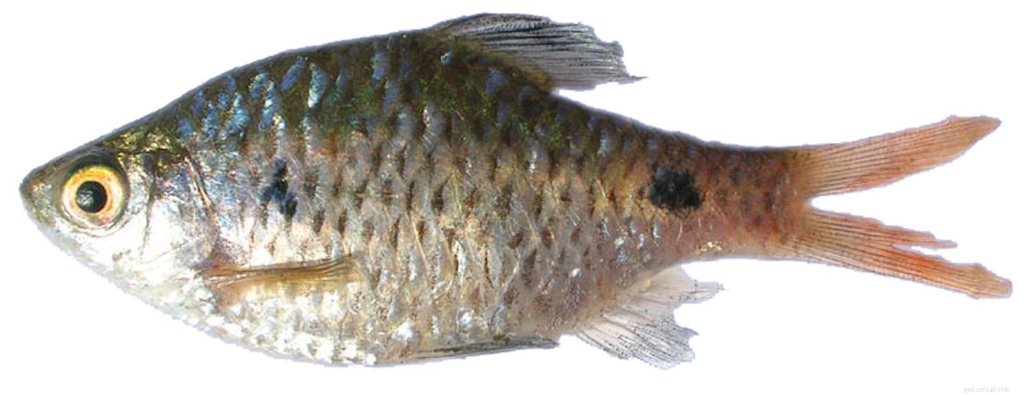 11 лучших видов рыб для холодных пресноводных аквариумов