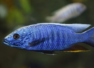 Noms communs des poissons commençant par E