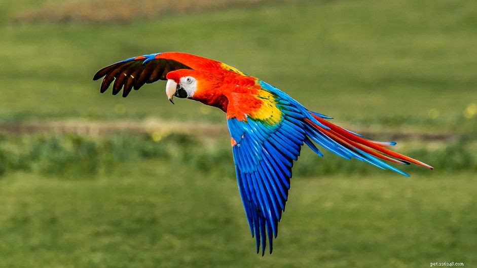 コンゴウインコ：鳥の種のプロファイル 