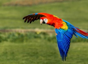 コンゴウインコ：鳥の種のプロファイル 