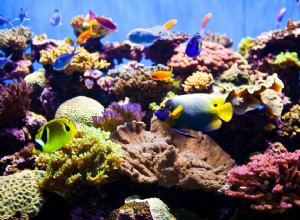 Не пора ли перейти на светодиодное освещение вашего рифового аквариума?