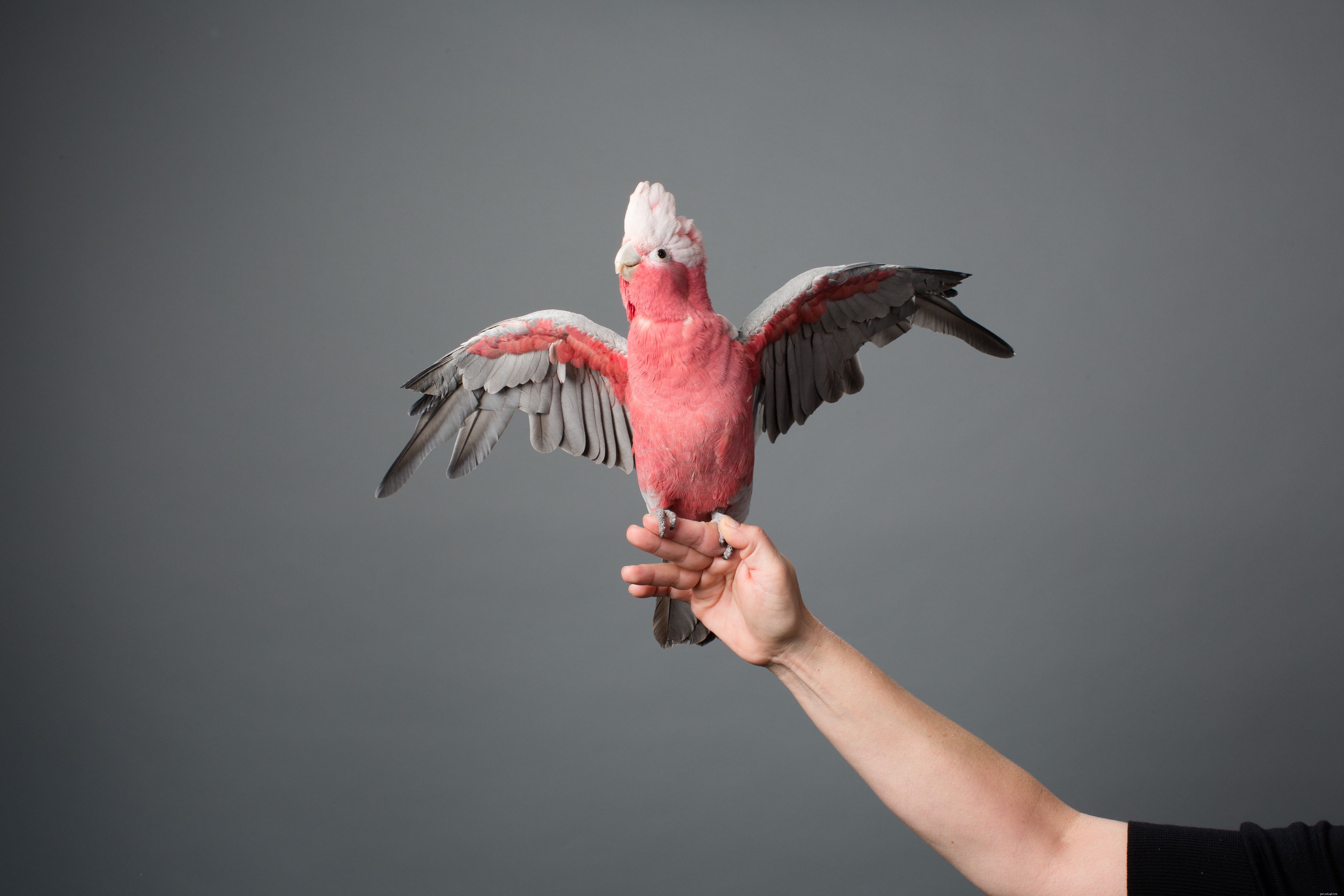 Manieren om je vogel meer beweging te geven