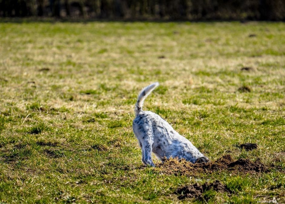 子犬が掘るのを止める方法 