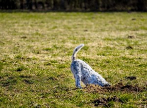 Как отучить щенка копать землю