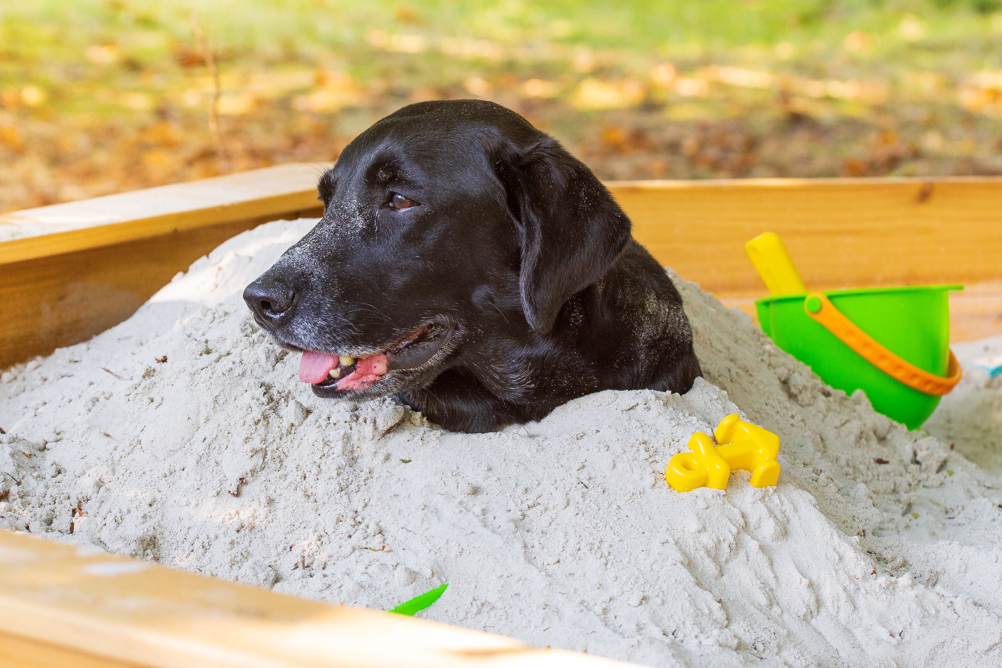 Come impedire a un cucciolo di scavare
