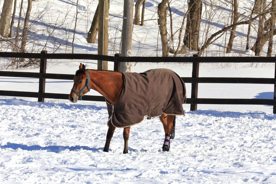 Resfriando um cavalo em clima frio