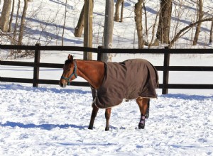 Resfriando um cavalo em clima frio