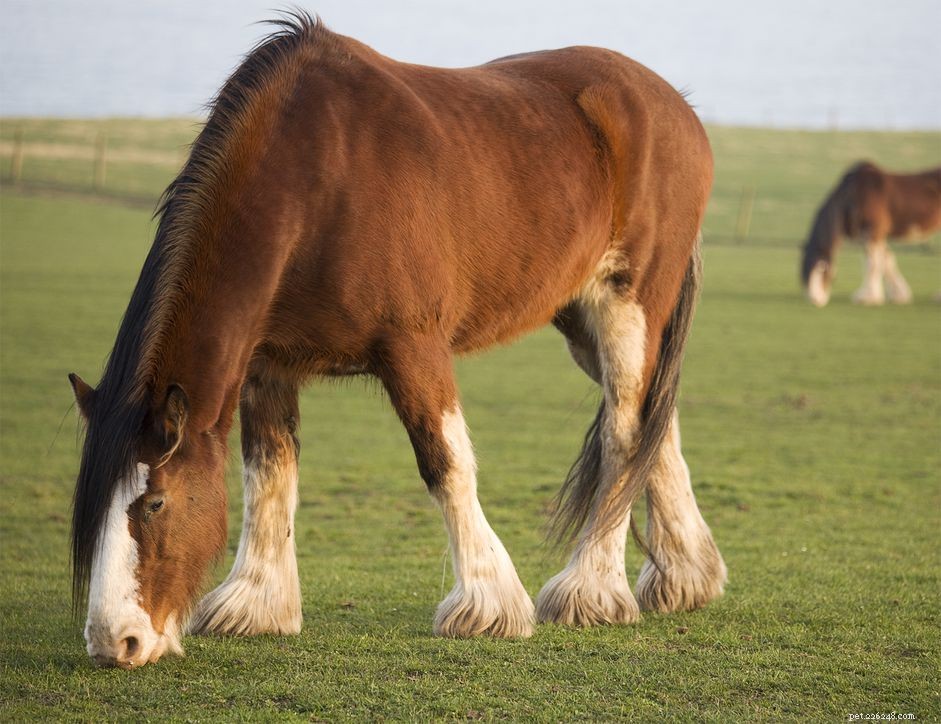 Clydesdale-paard:rasprofiel